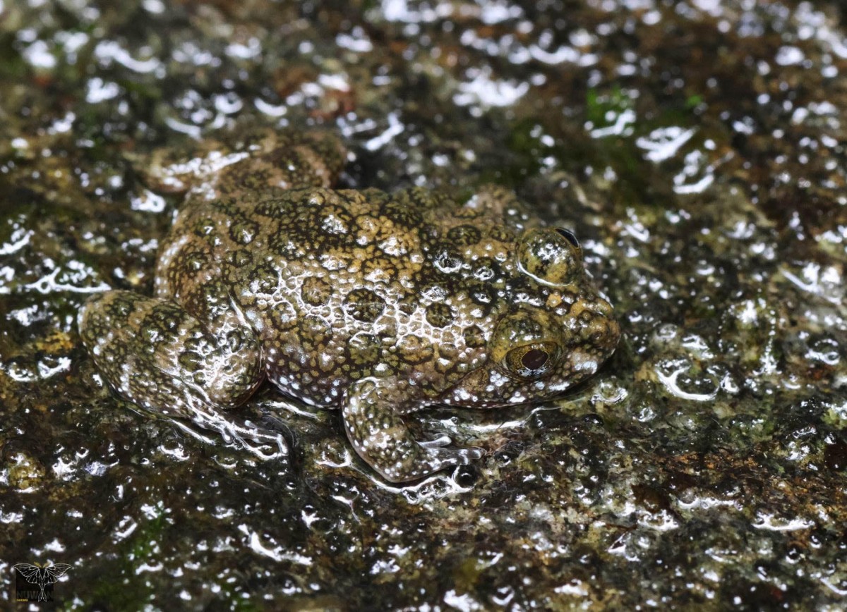 Nannophrys ceylonensis Gunther,1868